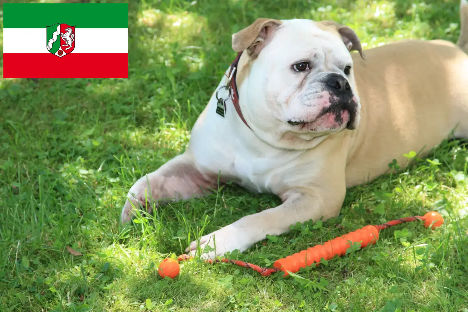 Continentale Bulldog puppies en fokkers Noordrijn-Westfalen Hier vind je Continental Bulldoggen fokkers in Noordrijn-Westfalen.