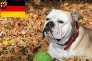 Lees meer over het artikel Continentale Bulldog fokkers en pups in Rijnland-Palts