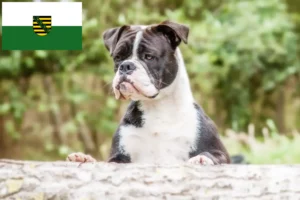 Lees meer over het artikel Continentale Bulldog fokkers en pups in Saksen