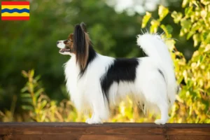 Lees meer over het artikel Continentale Dwergspaniël fokker en pups in Overijssel