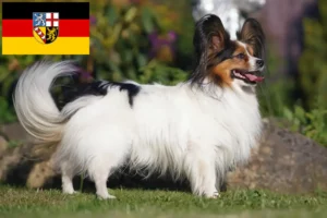 Lees meer over het artikel Continentale Dwergspaniël fokker en puppies in Saarland