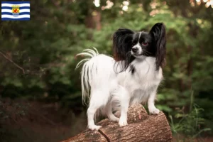 Lees meer over het artikel Continentale Dwergspaniël fokker en pups in Zeeland