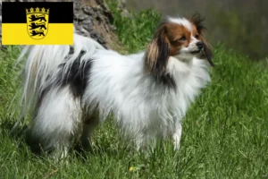Lees meer over het artikel Continentale Dwergspaniël fokkers en pups in Baden-Württemberg
