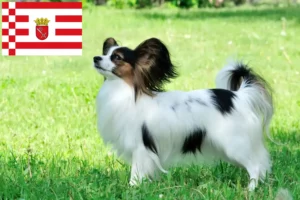 Lees meer over het artikel Continentale Dwergspaniël fokker en pups in Bremen