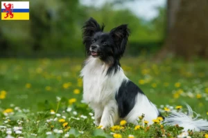 Lees meer over het artikel Continentale Dwergspaniël fokker en pups in Limburg