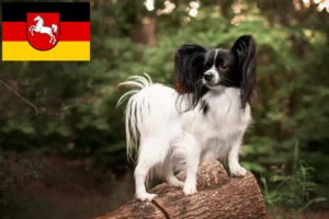 Lees meer over het artikel Continentale Dwergspaniël Fokker en Puppies in Nedersaksen