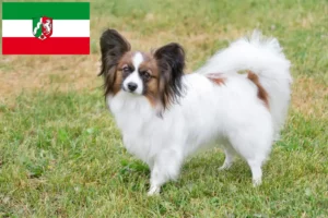 Lees meer over het artikel Continentale Dwergspaniël fokkers en pups in Noordrijn-Westfalen