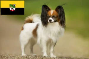 Lees meer over het artikel Continentale Dwergspaniël Fokker en Puppies in Saksen-Anhalt