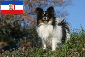 Lees meer over het artikel Continentale Dwergspaniël Fokker en Puppies in Sleeswijk-Holstein
