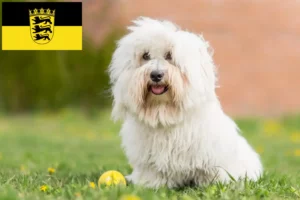 Lees meer over het artikel Coton de Tuléar fokkers en pups in Baden-Württemberg