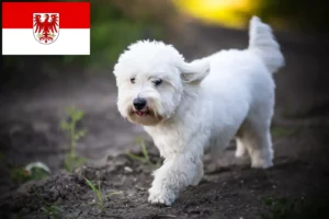Lees meer over het artikel Coton de Tuléar fokkers en pups in Brandenburg