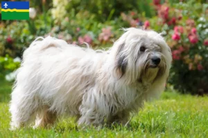 Lees meer over het artikel Coton de Tuléar fokkers en pups in Flevoland