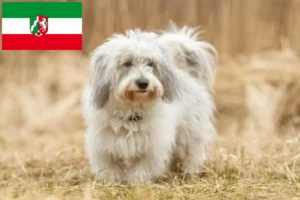 Lees meer over het artikel Coton de Tuléar fokkers en pups in Noordrijn-Westfalen