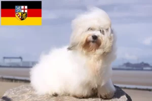 Lees meer over het artikel Coton de Tuléar fokkers en pups in Saarland