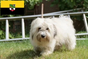 Lees meer over het artikel Coton de Tuléar fokkers en pups in Saksen-Anhalt
