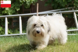 Lees meer over het artikel Coton de Tuléar fokkers en pups in Utrecht