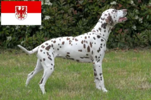 Lees meer over het artikel Dalmatiër fokkers en pups in Brandenburg