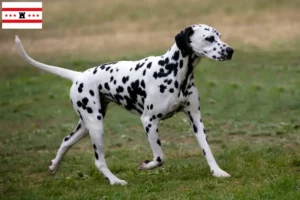 Lees meer over het artikel Dalmatiër fokkers en pups in Drenthe