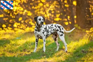 Lees meer over het artikel Dalmatiër fokkers en pups in Friesland