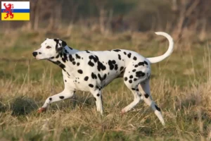 Lees meer over het artikel Dalmatiër fokkers en pups in Limburg