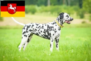 Lees meer over het artikel Dalmatiër fokkers en pups in Nedersaksen