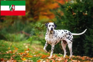 Lees meer over het artikel Dalmatiër fokkers en pups in Noordrijn-Westfalen