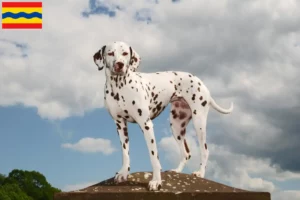Lees meer over het artikel Dalmatiër fokkers en pups in Overijssel
