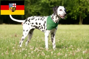 Lees meer over het artikel Dalmatiër fokkers en pups in Saarland