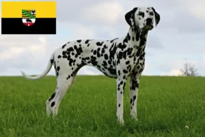 Lees meer over het artikel Dalmatiër fokkers en pups in Saksen-Anhalt