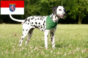 Lees meer over het artikel Dalmatiër fokkers en pups in Hessen