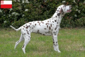 Lees meer over het artikel Dalmatiër fokkers en pups in Utrecht