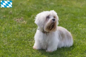 Lees meer over het artikel Dandie Dinmont Terrier fokkers en puppies in Beieren