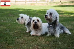Lees meer over het artikel Dandie Dinmont Terrier fokkers en pups in Berlijn