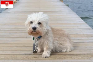 Lees meer over het artikel Dandie Dinmont Terrier fokkers en pups in Brandenburg