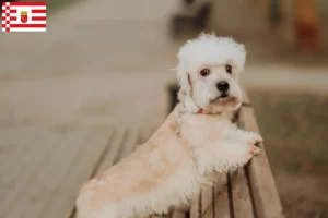 Lees meer over het artikel Dandie Dinmont Terrier fokkers en pups in Bremen