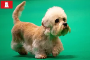 Lees meer over het artikel Dandie Dinmont Terrier fokkers en pups in Hamburg