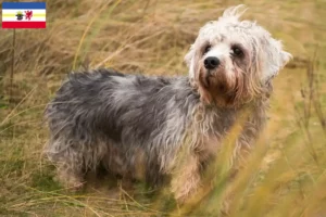 Lees meer over het artikel Dandie Dinmont Terrier fokkers en pups in Mecklenburg-Vorpommern