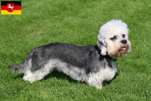 Lees meer over het artikel Dandie Dinmont Terrier fokkers en pups in Nedersaksen
