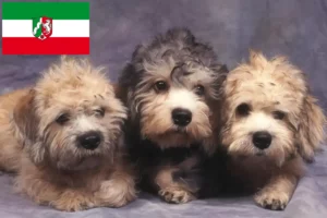 Lees meer over het artikel Dandie Dinmont Terrier fokkers en pups in Noordrijn-Westfalen
