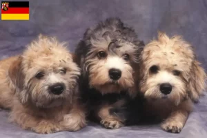 Lees meer over het artikel Dandie Dinmont Terrier fokkers en pups in Rijnland-Palts
