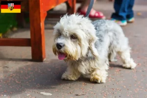Lees meer over het artikel Dandie Dinmont Terrier fokkers en pups in Saarland