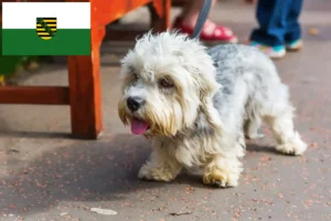 Lees meer over het artikel Dandie Dinmont Terrier fokkers en pups in Saksen