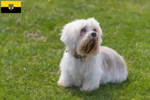 Lees meer over het artikel Dandie Dinmont Terrier fokkers en pups in Saksen-Anhalt