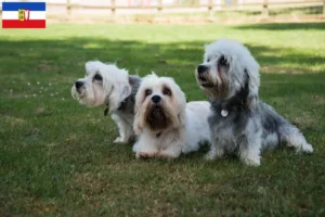 Lees meer over het artikel Dandie Dinmont Terrier fokkers en pups in Sleeswijk-Holstein