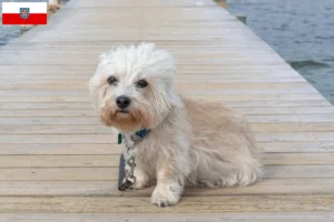 Lees meer over het artikel Dandie Dinmont Terrier fokkers en pups in Thüringen