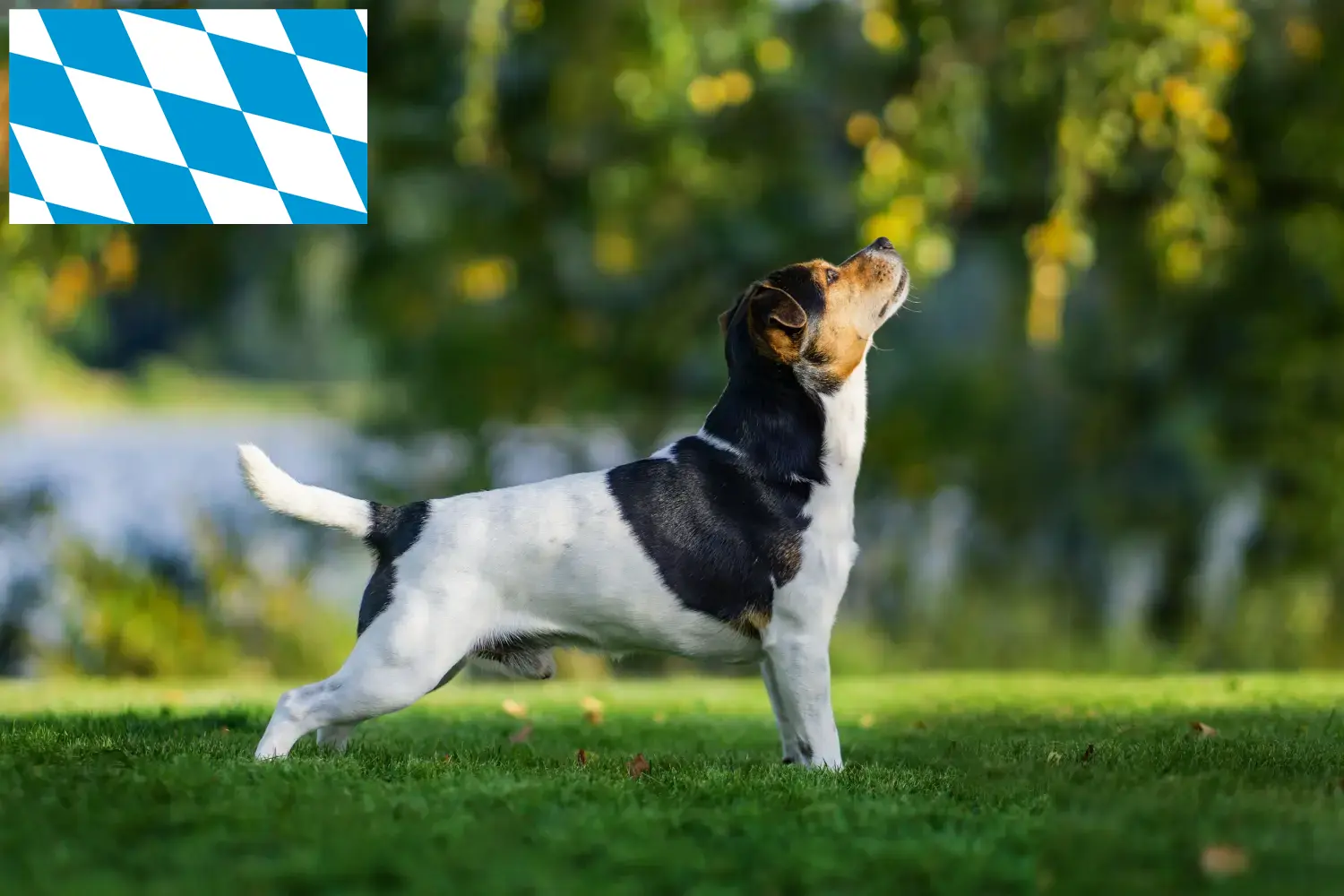 Deens-Zweedse Boerenhond pups en fokkers Bavaria Hier vind je fokkers van Deens-Zweedse boerenhonden in Beieren.