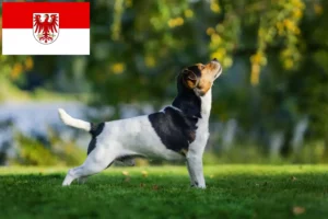 Lees meer over het artikel Deens-Zweedse boerenhondenfokkers en puppies in Brandenburg