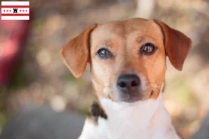 Lees meer over het artikel Deens-Zweedse Boerenhondenfokkers en puppies in Drenthe