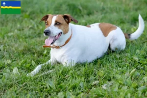 Lees meer over het artikel Deens-Zweedse Boerenhondenfokkers en puppies in Flevoland