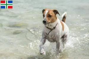 Lees meer over het artikel Deens-Zweedse Boerenhondenfokkers en puppies in Groningen